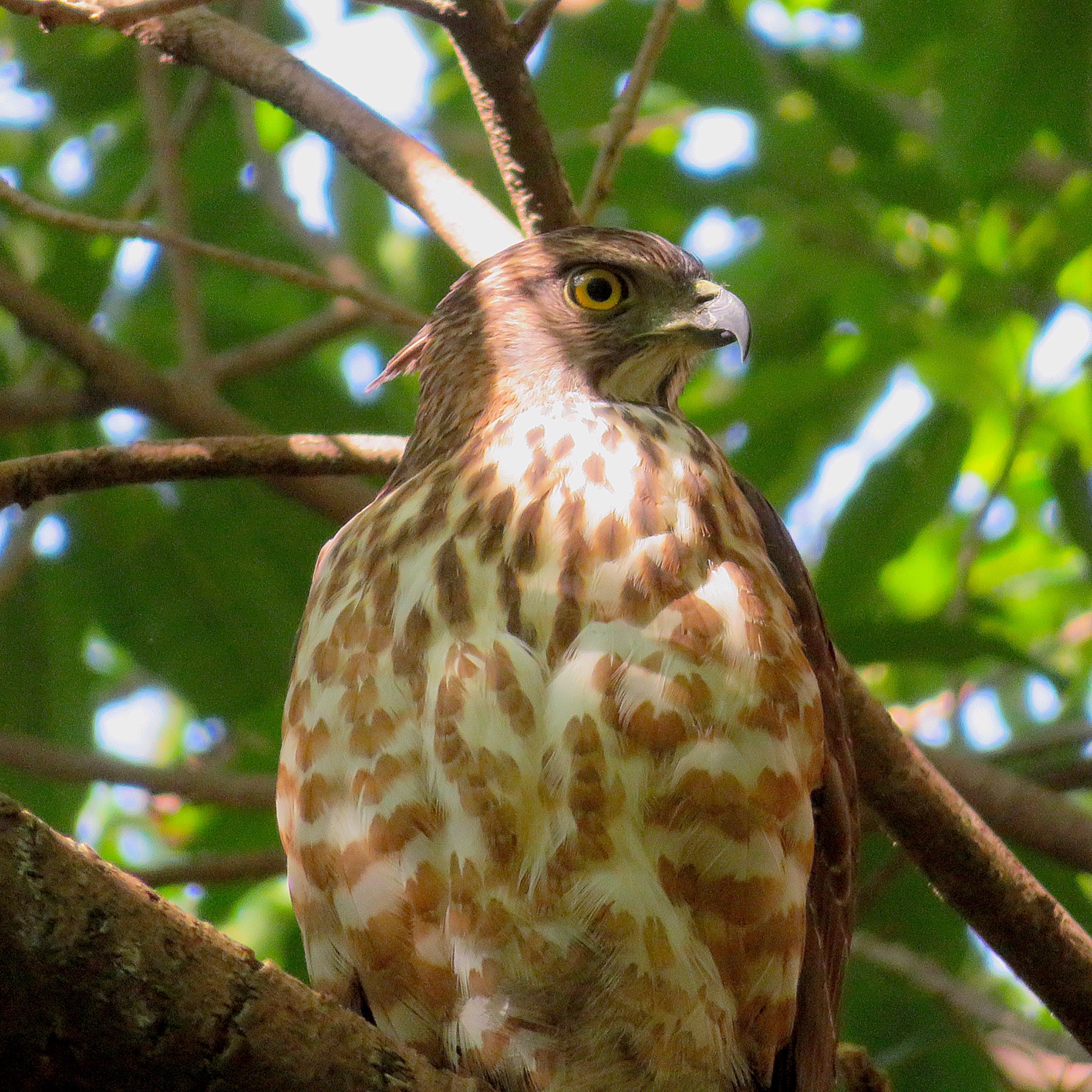 鳳頭蒼鷹