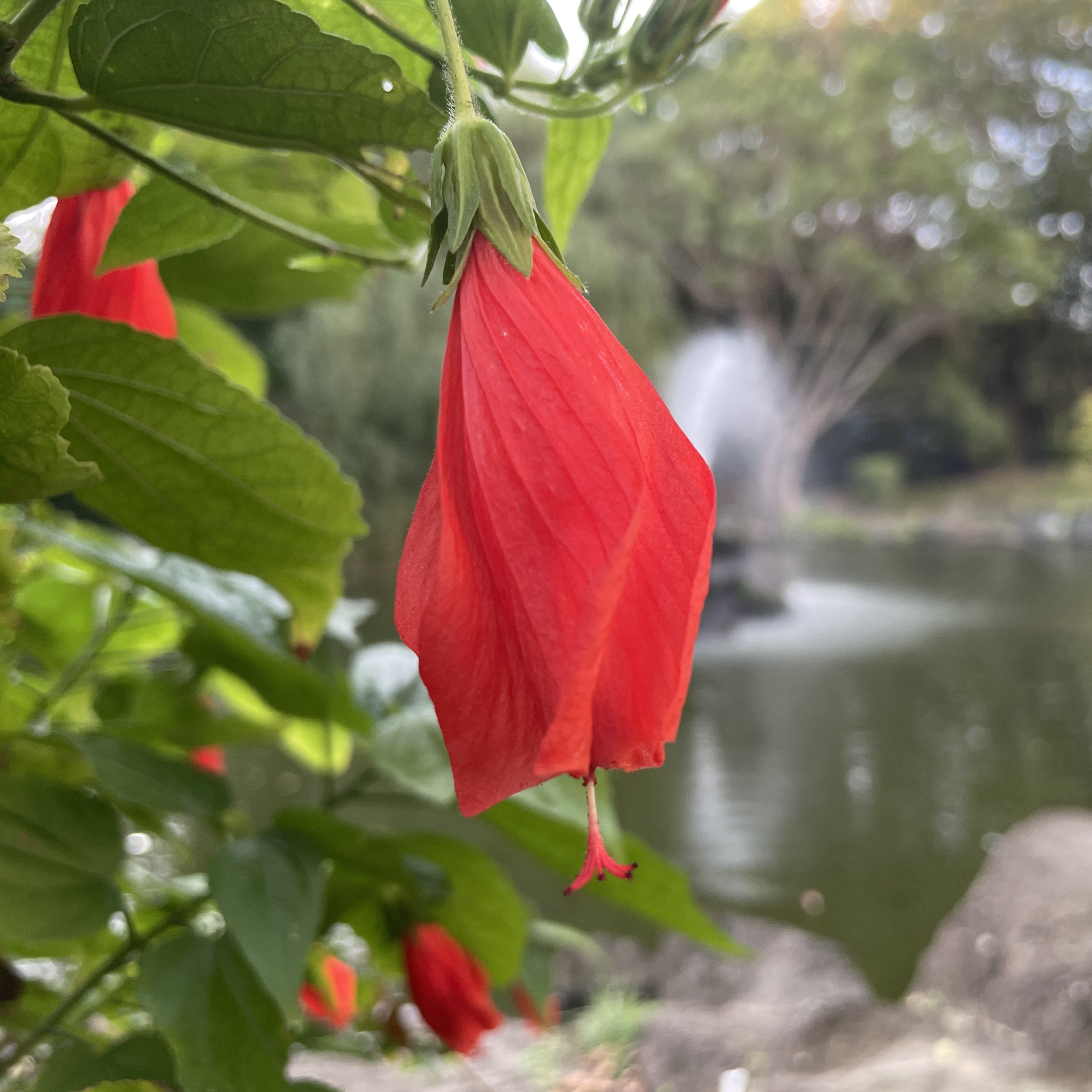 懸鈴花